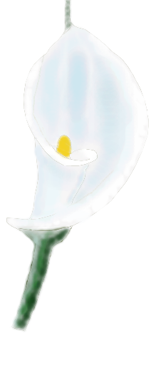 blume